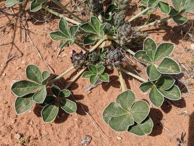 Pediomelum castoreum, photographed by Michelle Cloud-Hughes
