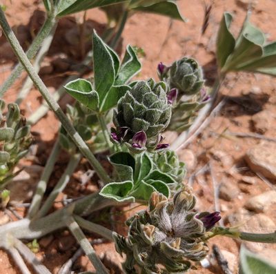 Pediomelum castoreum, photographed by Michelle Cloud-Hughes