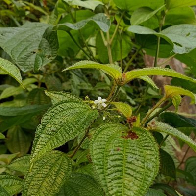 Miconia crenata, photographed by Paulmathi Vinod