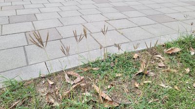 Dichanthium annulatum, photographed by Sandy