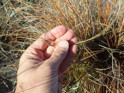 Carex testacea, photographed by Arnim Littek