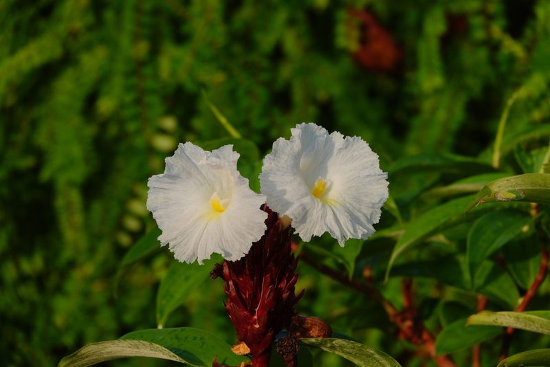 Hellenia speciosa, photographed by Cheongweei Gan