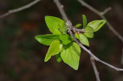 Prunus mexicana, photographed by Michelle W. （鍾偉瑋）
