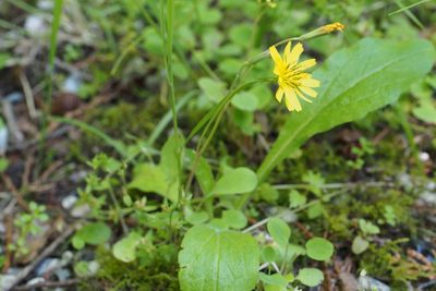 Ixeris stolonifera, photographed by harum.koh