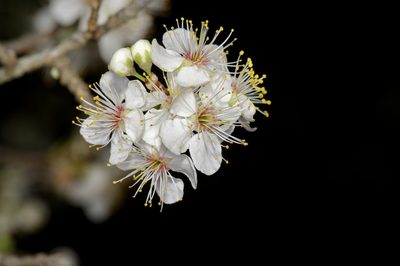 Prunus mexicana, photographed by Michelle W. （鍾偉瑋）