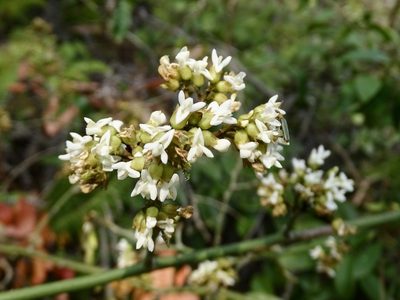 Dalbergia benthamii, photographed by Toby Y