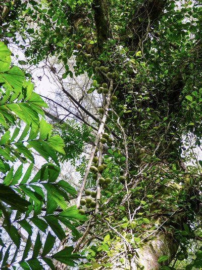 Ficus punctata, photographed by Cheongweei Gan