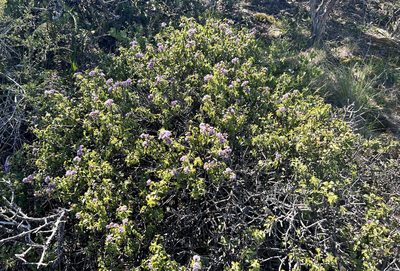 Ceanothus jepsonii, photographed by Chuck Wilson