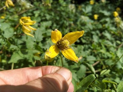 Clematis tangutica, photographed by John Barkla