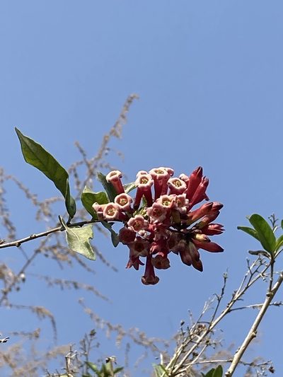 Cestrum fasciculatum, photographed by John Kenrick Gibson