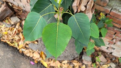 Ficus religiosa, photographed by Sandy