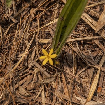 Curculigo orchioides, photographed by Paulmathi Vinod
