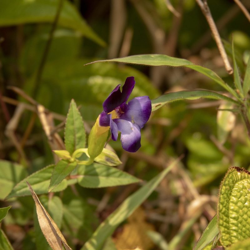 Torenia leucosiphon, photographed by Paulmathi Vinod