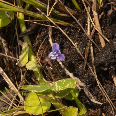 Lobelia alsinoides, photographed by Paulmathi Vinod
