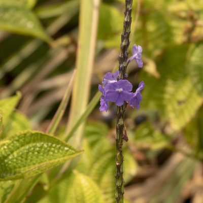 Stachytarpheta jamaicensis, photographed by Paulmathi Vinod