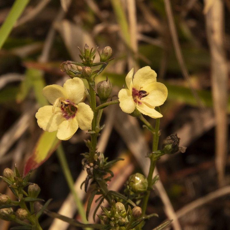 Sopubia trifida, photographed by Paulmathi Vinod