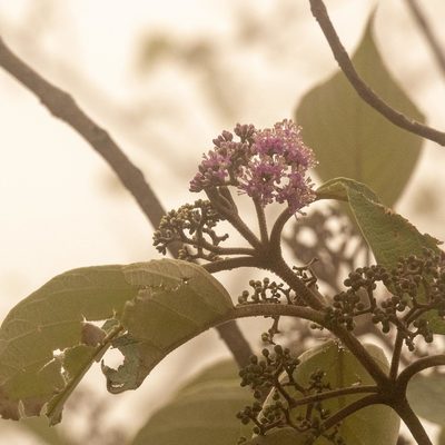 Callicarpa tomentosa, photographed by Paulmathi Vinod