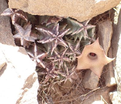 Huernia barbata, photographed by Nicola van Berkel