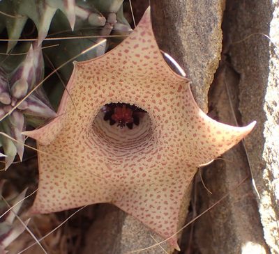 Huernia barbata, photographed by Nicola van Berkel