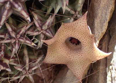 Huernia barbata, photographed by Nicola van Berkel