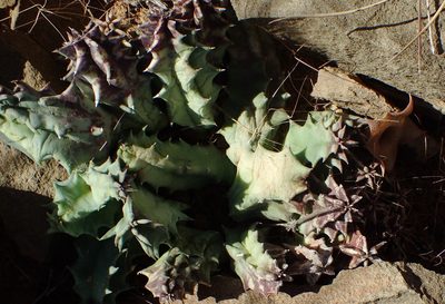 Huernia barbata, photographed by Nicola van Berkel