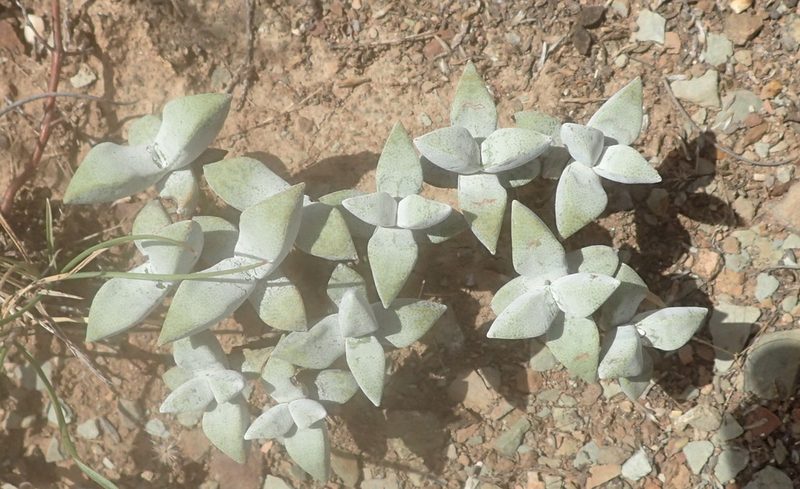 Crassula deltoidea, photographed by Nicola van Berkel