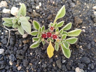 Aizoon canariense, photographed by Christina s.l.