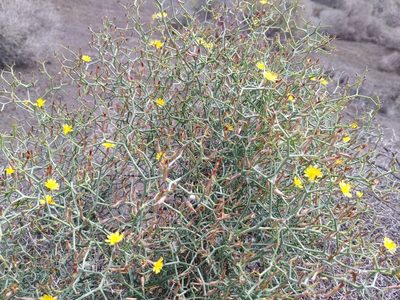 Launaea arborescens, photographed by Christina s.l.
