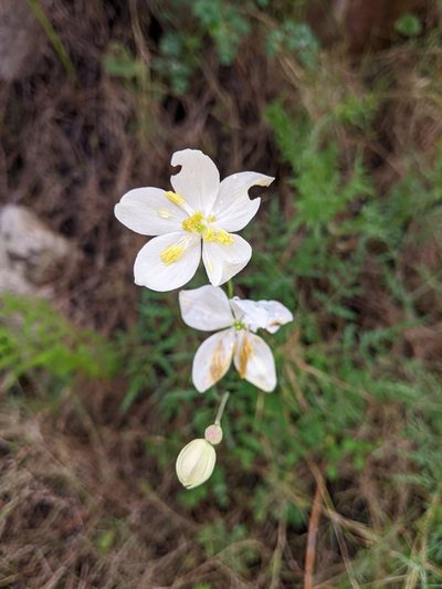 Thalictrum tuberosum, photographed by Tom Evans