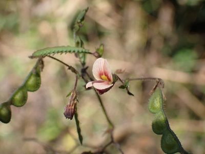 Aeschynomene americana