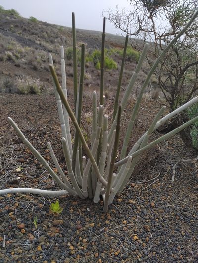 Ceropegia fusca, photographed by Christina s.l.