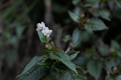 Persicaria chinensis, photographed by Dinesh Valke