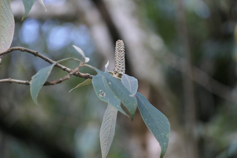 Leucosceptrum canum, photographed by Dinesh Valke
