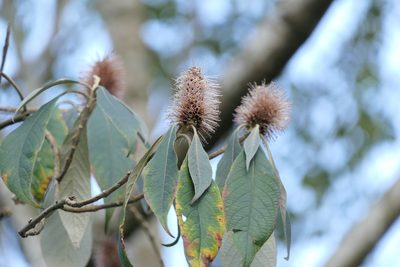 Leucosceptrum canum, photographed by Dinesh Valke