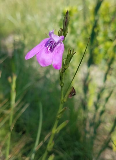Dianthera crassifolia, photographed by Laura Gaudette