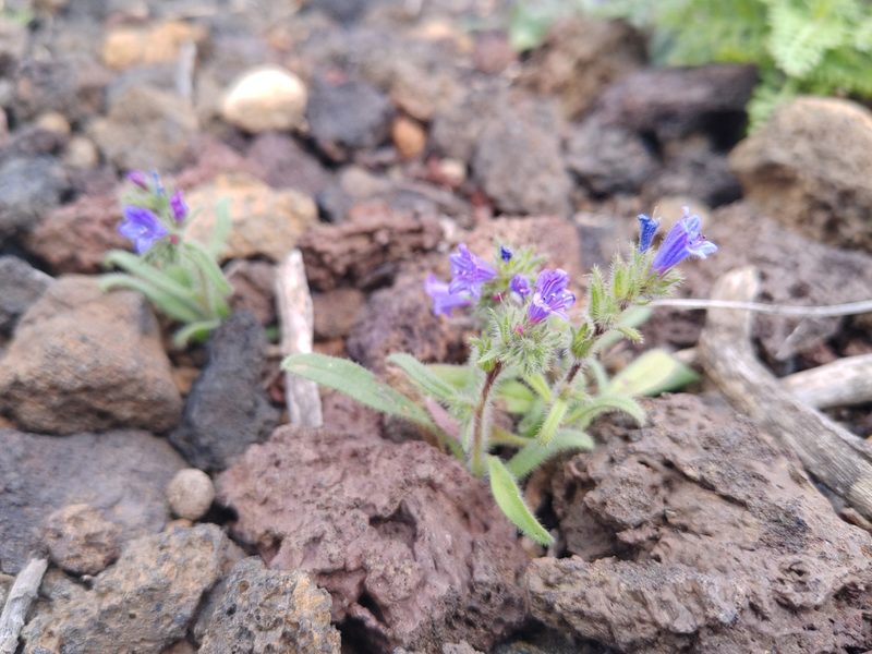 Echium bonnetii, photographed by Christina s.l.