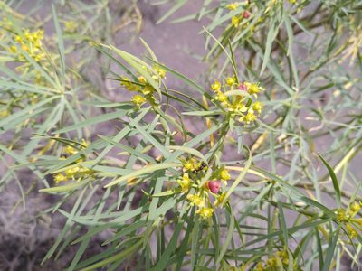 Euphorbia lamarckii, photographed by Christina s.l.