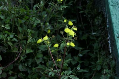 Calceolaria tripartita, photographed by Dinesh Valke