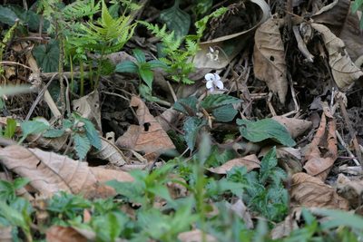 Viola canescens, photographed by Dinesh Valke