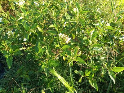 Solanum bonariense, photographed by Bahiano Ayala