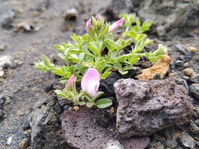 Ononis tournefortii, photographed by Christina s.l.