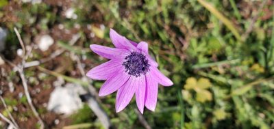 Anemone hortensis, photographed by Silvia Scandura