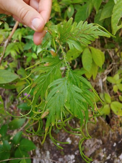 Selaginella plana, photographed by Kurt Miller