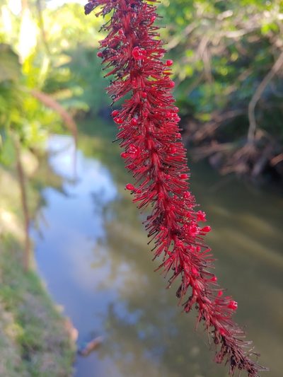 Coccoloba rugosa, photographed by Kurt Miller