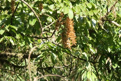 Engelhardia spicata, photographed by Dinesh Valke
