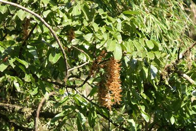 Engelhardia spicata, photographed by Dinesh Valke
