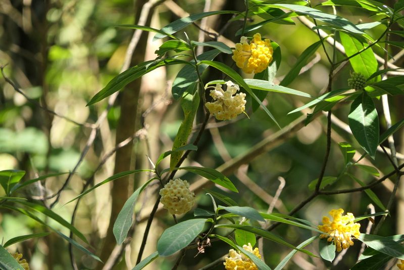 Edgeworthia gardneri, photographed by Dinesh Valke