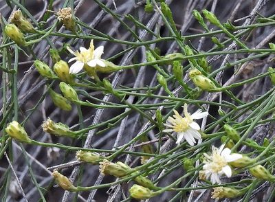 Gutierrezia gilliesii, photographed by Hugo Hulsberg