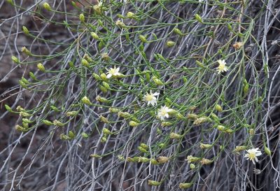 Gutierrezia gilliesii, photographed by Hugo Hulsberg