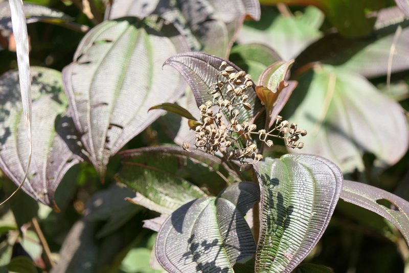Oxyspora paniculata, photographed by Dinesh Valke
